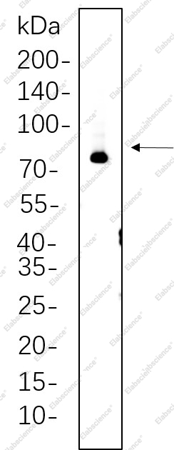 Recombinant Synapsin I Monoclonal Antibody - 1