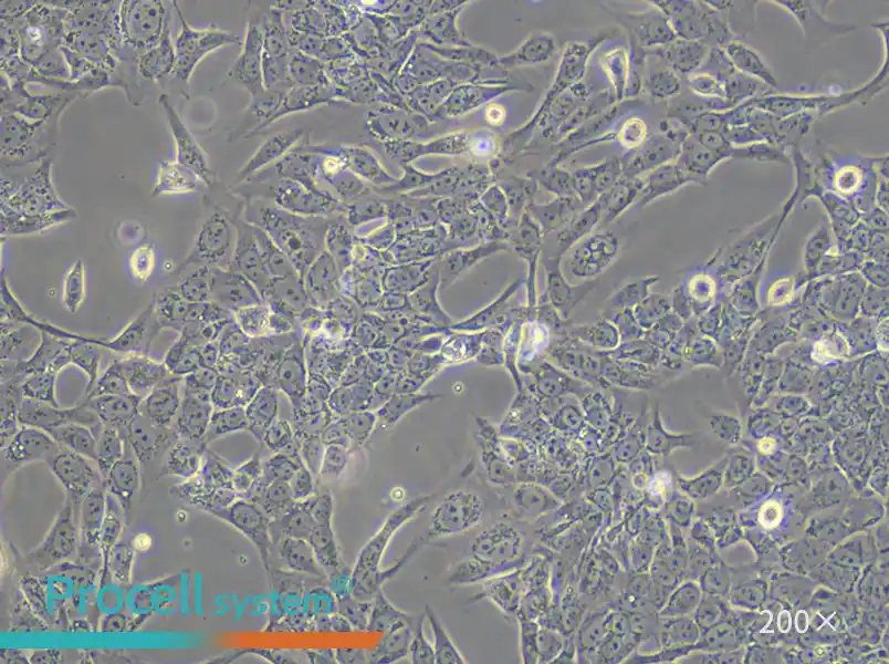 SV-HUC-1 Cell Complete Medium - small - 5