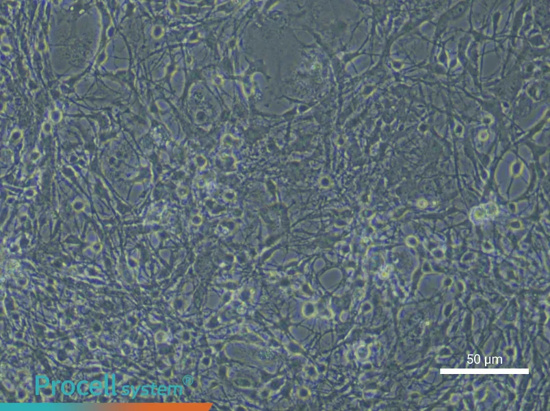 Mouse Astrocyte Complete Medium - small - 6