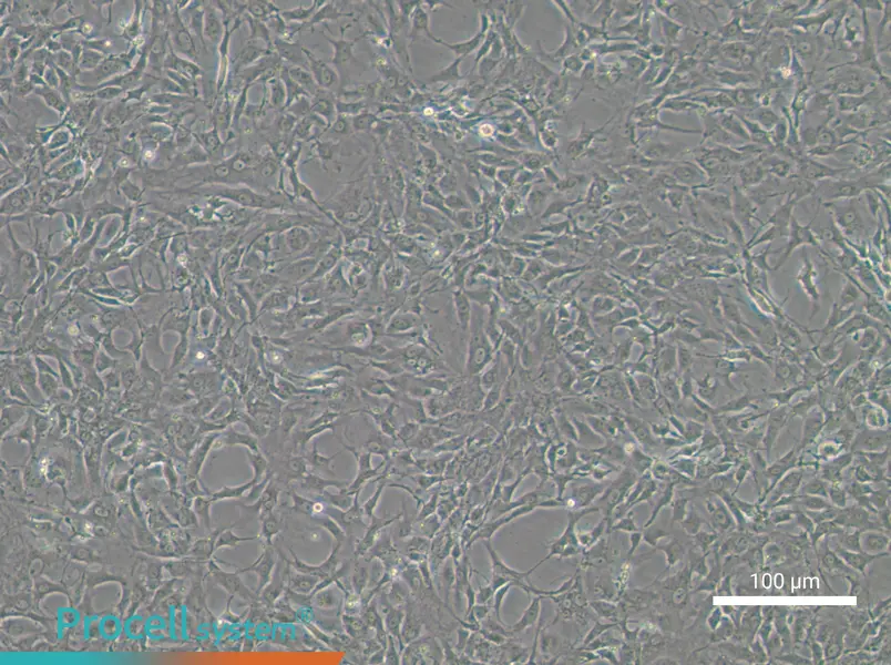 Tb 1 Lu Cell Complete Medium - 1