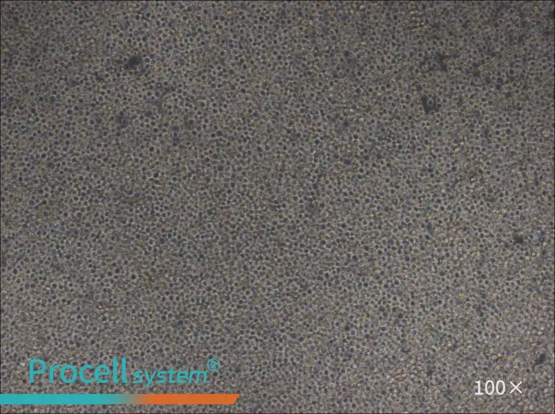 MOLM-13 Cell Complete Medium - 1