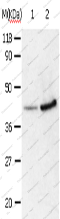 ANXA2 Polyclonal Antibody - 1