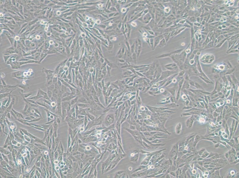 GES-1 Cell Complete Medium - 3