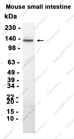 Recombinant Integrin alpha 9 Monoclonal Antibody - 1