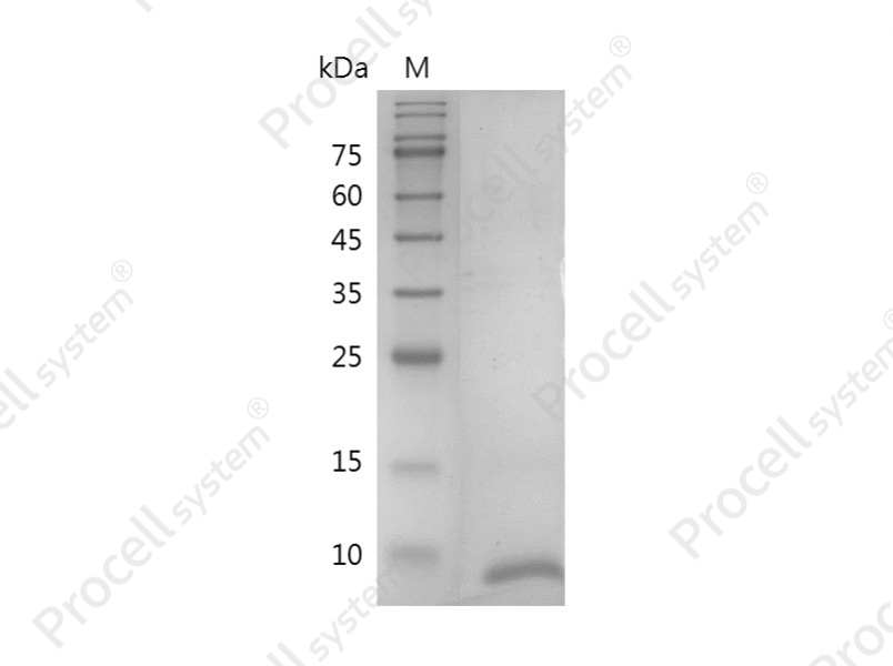 Heregulin-&beta;1, Human, Recombinant