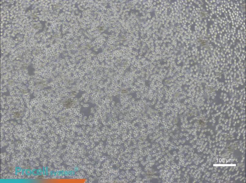 Ba/F3 Cell Complete MediumBa/F3 Cell Complete Medium - 2