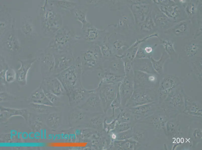 OAW42 Cell Complete Medium - 5