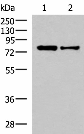 Western blot analysis of HepG2 and Hela cell lysates  using KHSRP Polyclonal Antibody at dilution of 1:1000