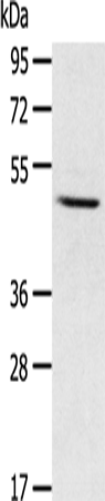 Western Blot analysis of Mouse liver tissue using CYP1A1 Polyclonal Antibody at dilution of 1:400