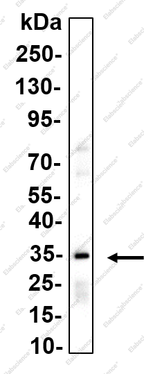 Recombinant FGF-23 Monoclonal Antibody - 1