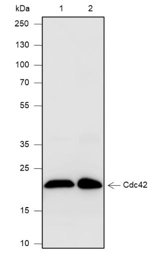 Recombinant Cdc42 Monoclonal Antibody-searchlist-1