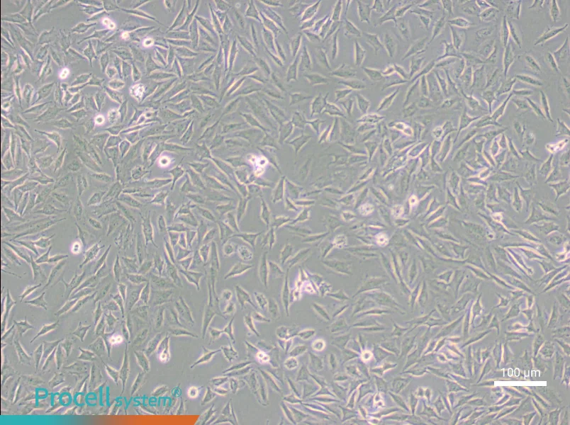 LN229 [LN-229; LNT-229]LN229 [LN-229; LNT-229] - 2