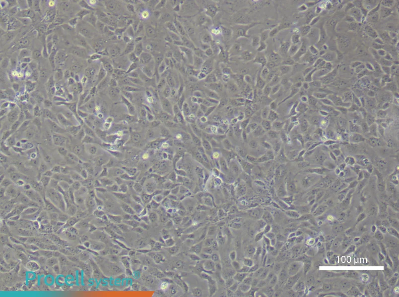 Mouse Colonic Mucosal Epithelial CellsMouse Colonic Mucosal Epithelial Cells - 2