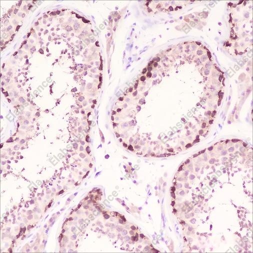 Recombinant HSP90 beta Monoclonal Antibody - 2