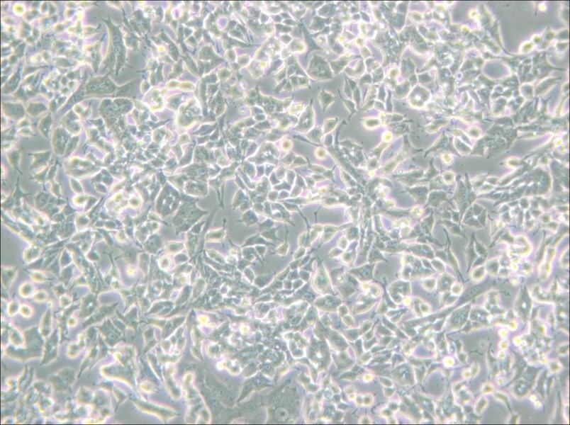PC-12 (Low differentiation) Cell Complete Medium - 4