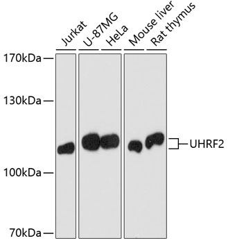 Western blot analysis of extracts of various cell lines using Uhrf2 Polyclonal Antibody at dilution of 1:1000.