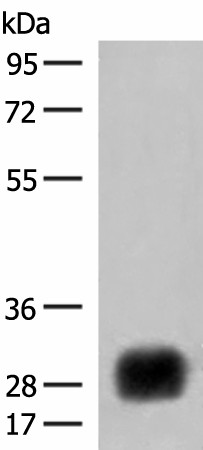 Western blot analysis of Raji cell lysate  using HLA-DRB4 Polyclonal Antibody at dilution of 1:450