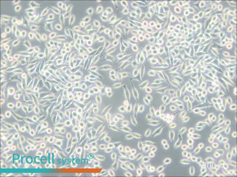 A9 Cell Complete Medium - 5