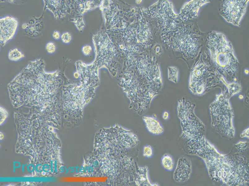 SW1463 Cell Complete Medium - 1