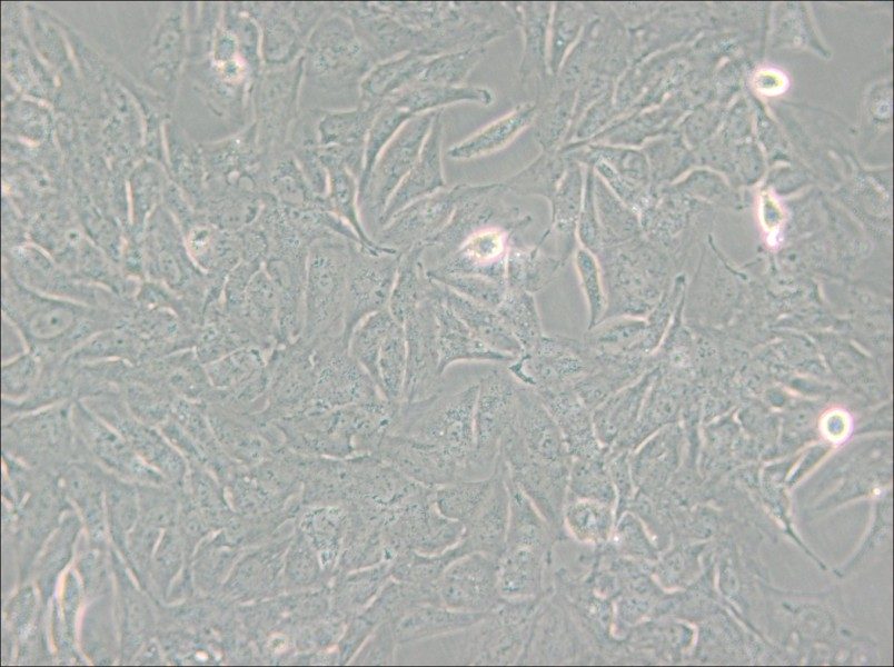 TCCSUP Cell Complete Medium - small - 4