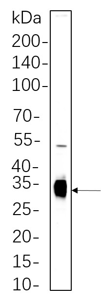 Recombinant Caspase-6 Monoclonal Antibody-searchlist-1
