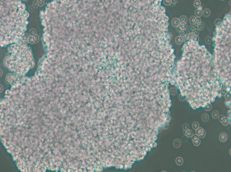 NCI-H1417 Cell Complete Medium - small - 4