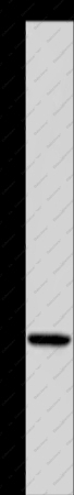 KLK14 Polyclonal Antibody - 1