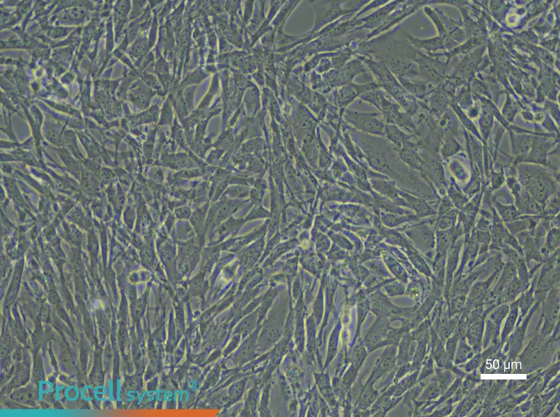 Mouse Endosteal Mesenchymal Stem Cell Complete Medium - 6