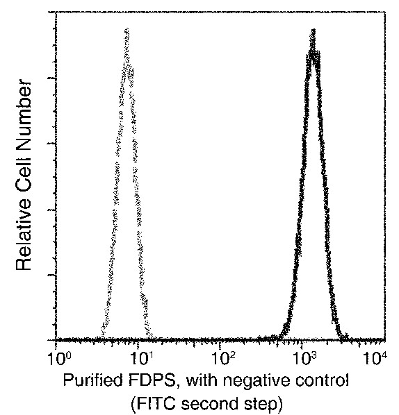 Recombinant FDPS/Farnesyl Diphosphate Synthase Monoclonal Antibody - small - 1