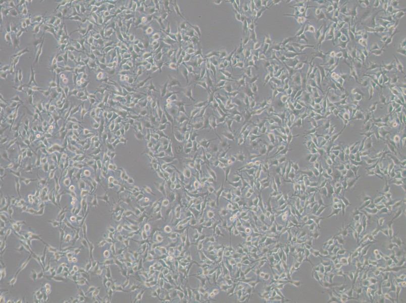 B16-F10 Cell Complete Medium - 2