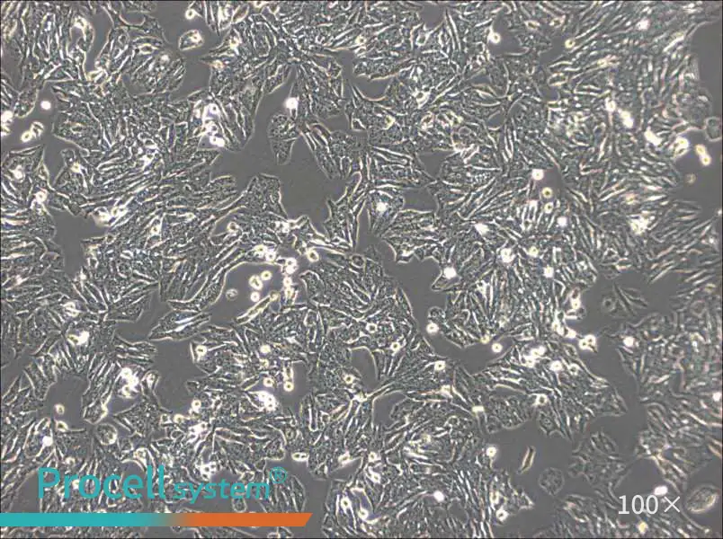 Y1 [Y-1] Cell Complete MediumY1 [Y-1] Cell Complete Medium - 2