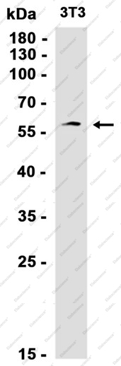Recombinant PKN1 Monoclonal Antibody - 4