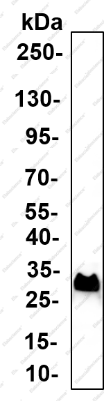 Recombinant TGIF Monoclonal Antibody - 1
