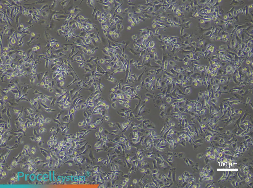 Mouse Renal Macrophage Complete Medium - 1