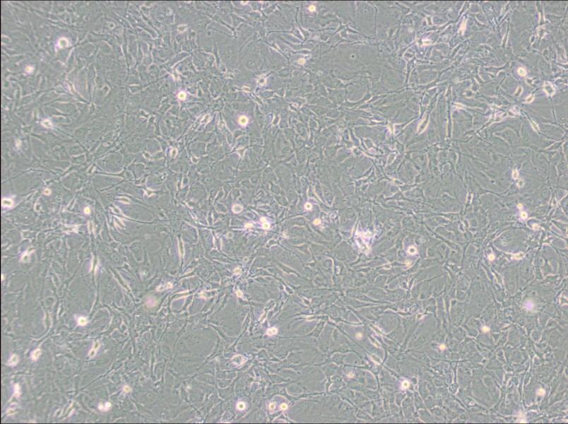 MET-5A Cell Complete Medium-searchlist-1