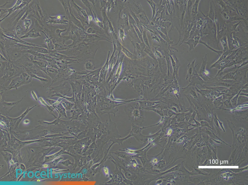 Mouse Microvascular Pericyte Complete Medium - 1