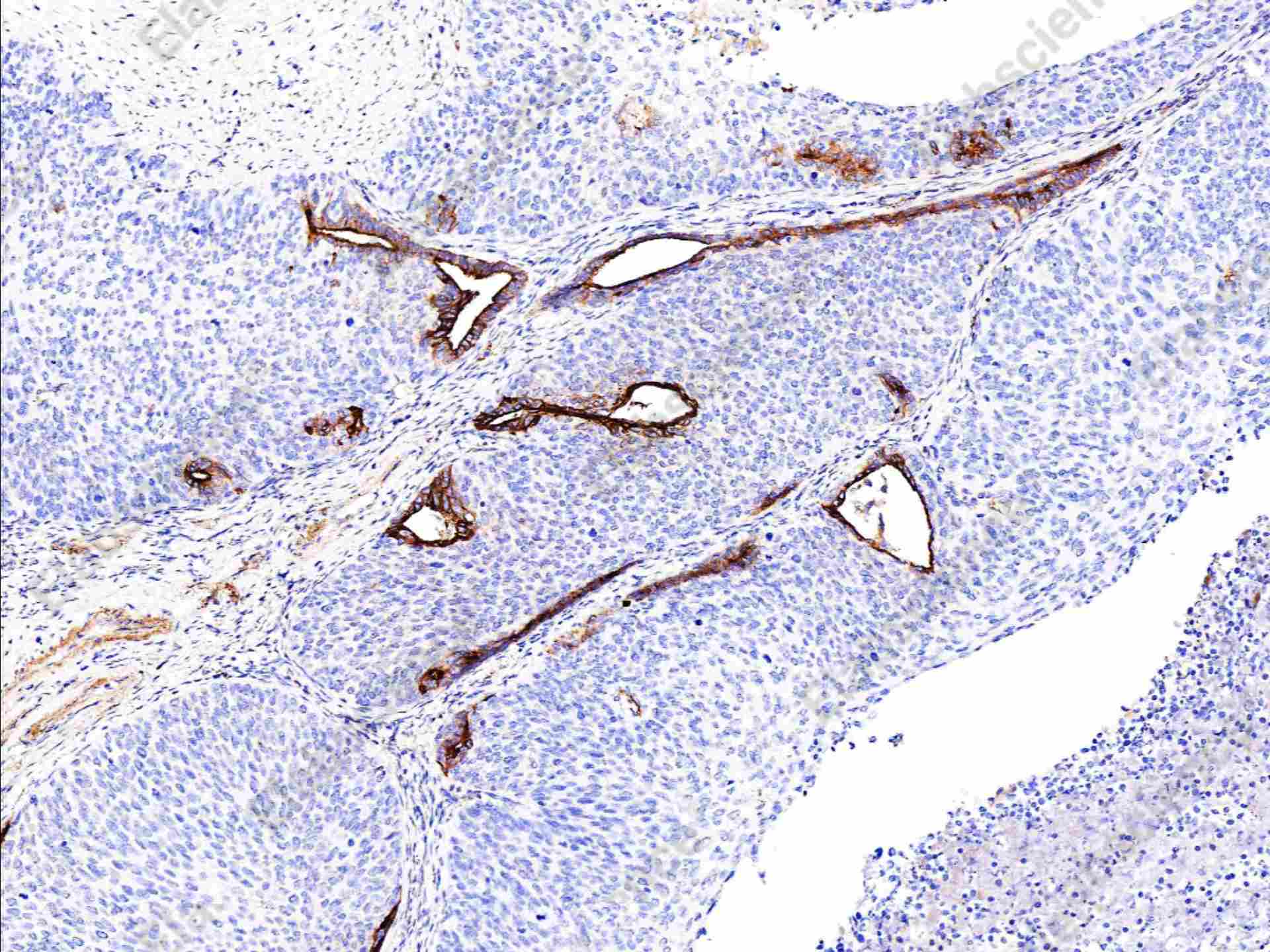 Recombinant Clusterin/Apolipoprotein J/Apo-J Monoclonal Antibody - 1