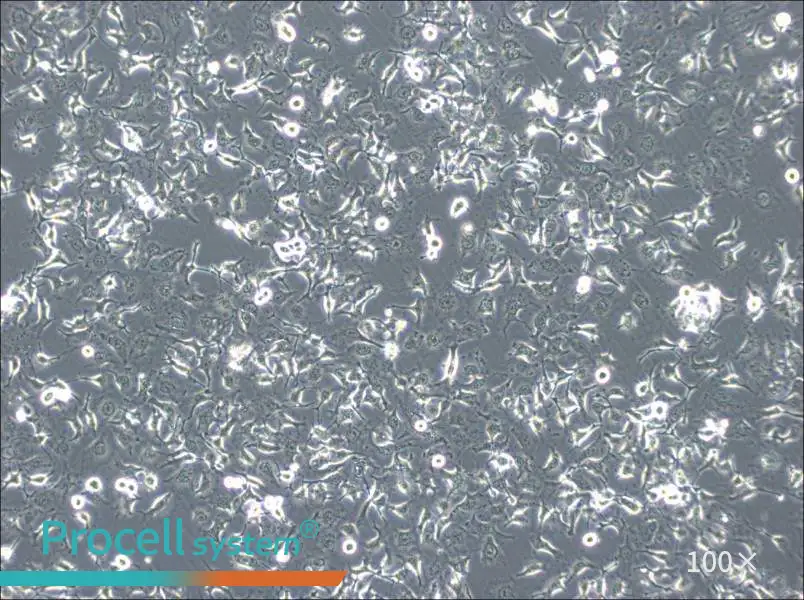 HCC1588 Cell Complete Medium - 1