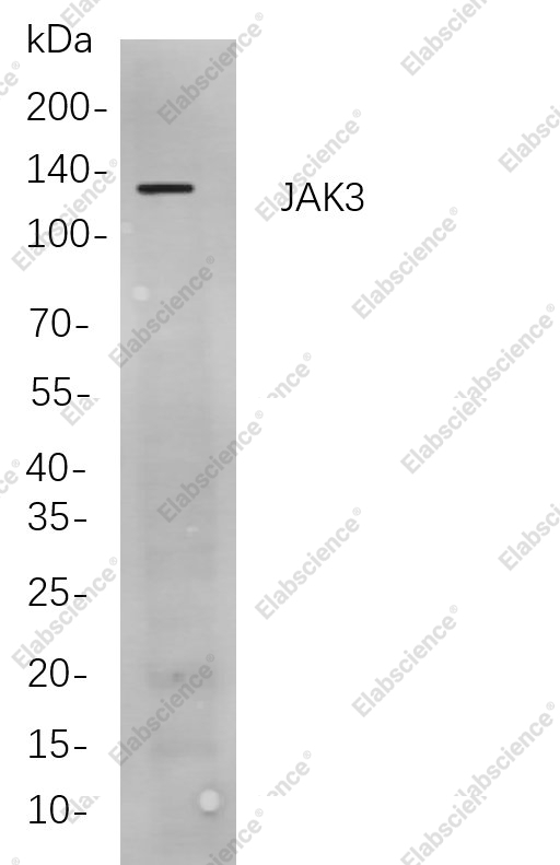 Recombinant JAK3 Monoclonal Antibody - 1