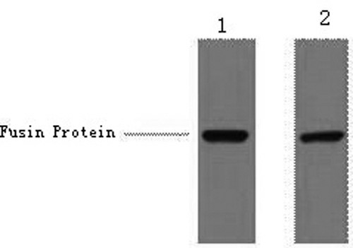 Western Blot analysis of 1ug V5 fusion protein using V5-Tag Monoclonal Antibody at dilution of 1) 1:5000 2) 1:10000.