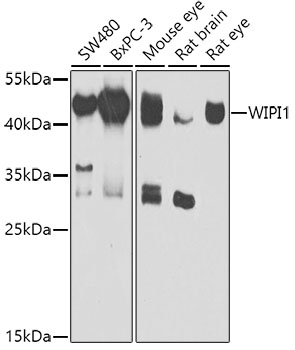 Western blot analysis of extracts of various cell lines using WIPI1 Polyclonal Antibody at 1:1000 dilution.