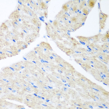Immunohistochemistry of paraffin-embedded mouse heart using GABARAPL2 Polyclonal antibody at dilution of 1:200 (40x lens).Perform microwave antigen retrieval with 10 mM PBS buffer pH 7.2 before commencing with IHC staining protocol.