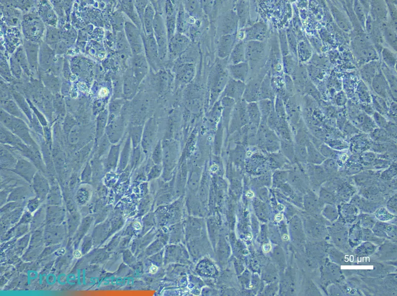 Rat Dental Pulp Stem Cell Complete Medium - 6