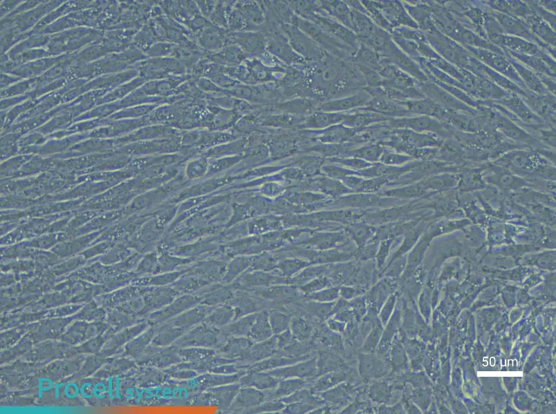 Rabbit Synovial Cell Complete Medium - 6