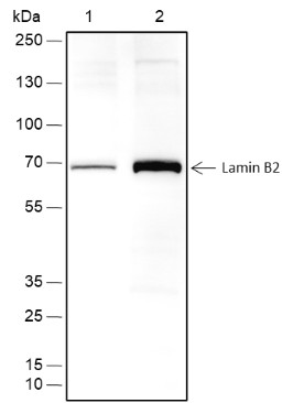 Recombinant Lamin B2 Monoclonal Antibody-searchlist-1