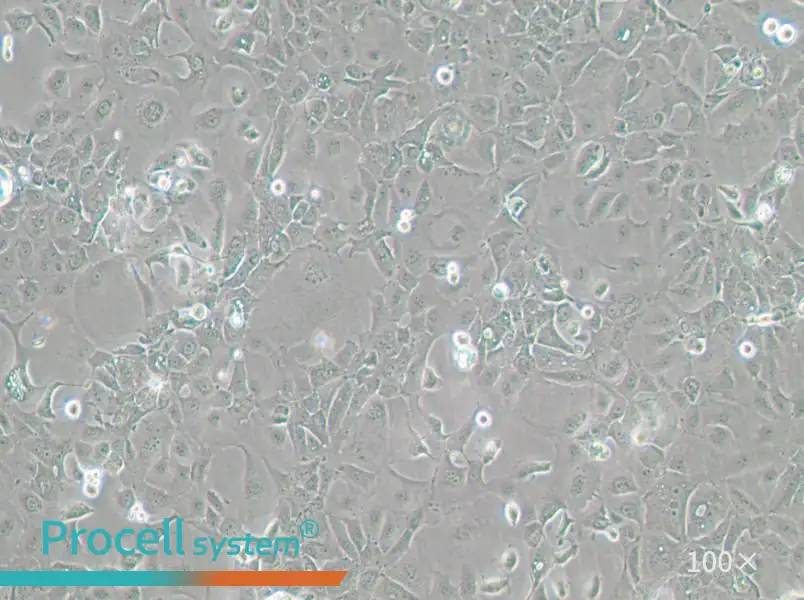 Panc 02.13 Cell Complete Medium - 1