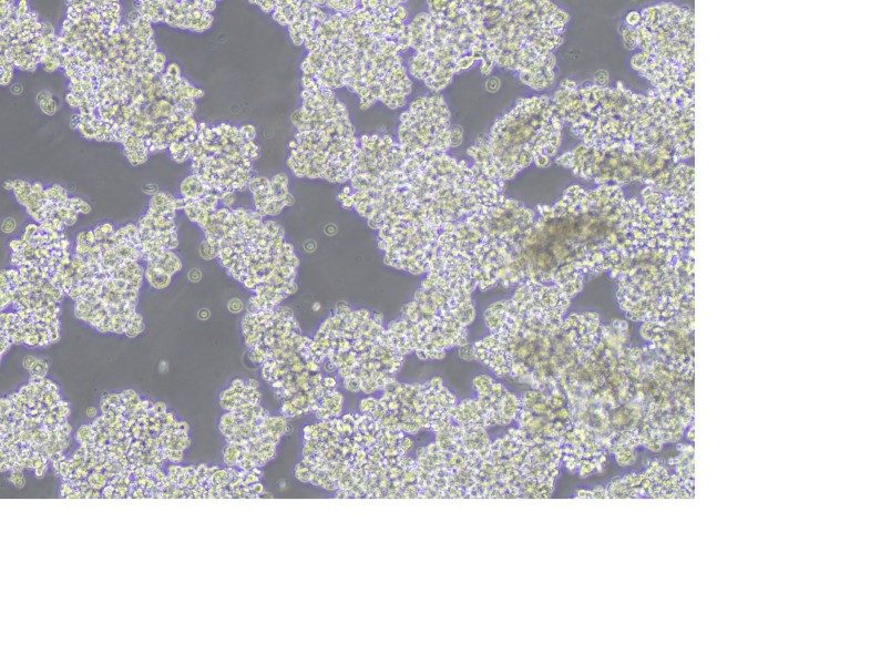 NCI-H187 Cell Complete MediumNCI-H187 Cell Complete Medium - 3