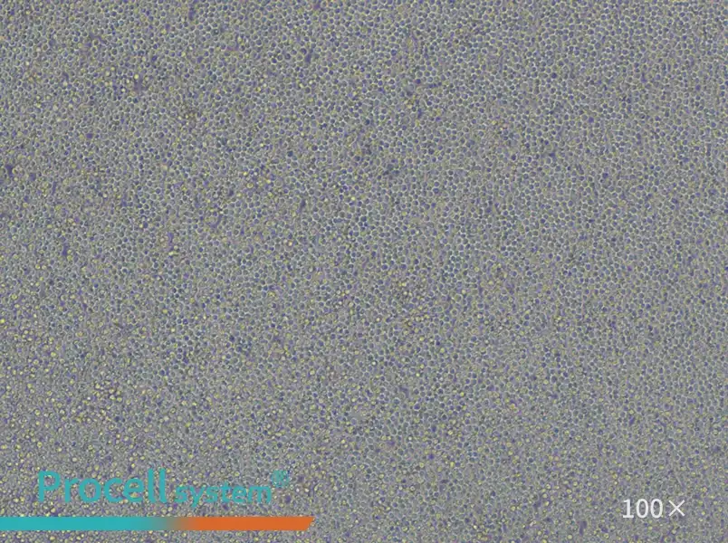 NFS-60 Cell Complete Medium - 3