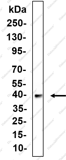 Recombinant SPARC Monoclonal Antibody - 1