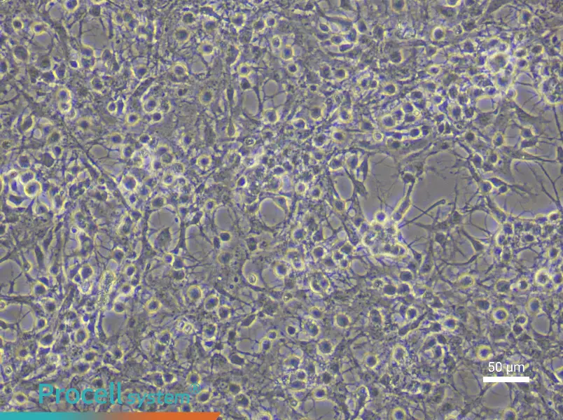 Mouse Spinal Cord Astrocytes - 4